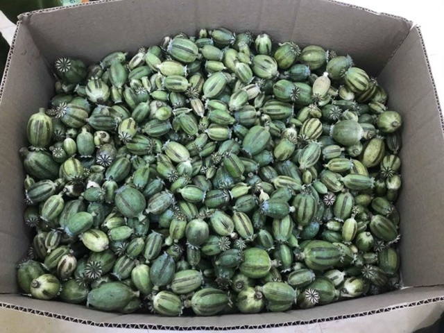 ga trai cho bao tai chua 22kg qua thuoc phien tuoi