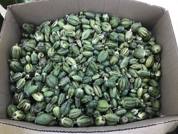 Gã trai chở bao tải chứa 22kg quả thuốc phiện tươi
