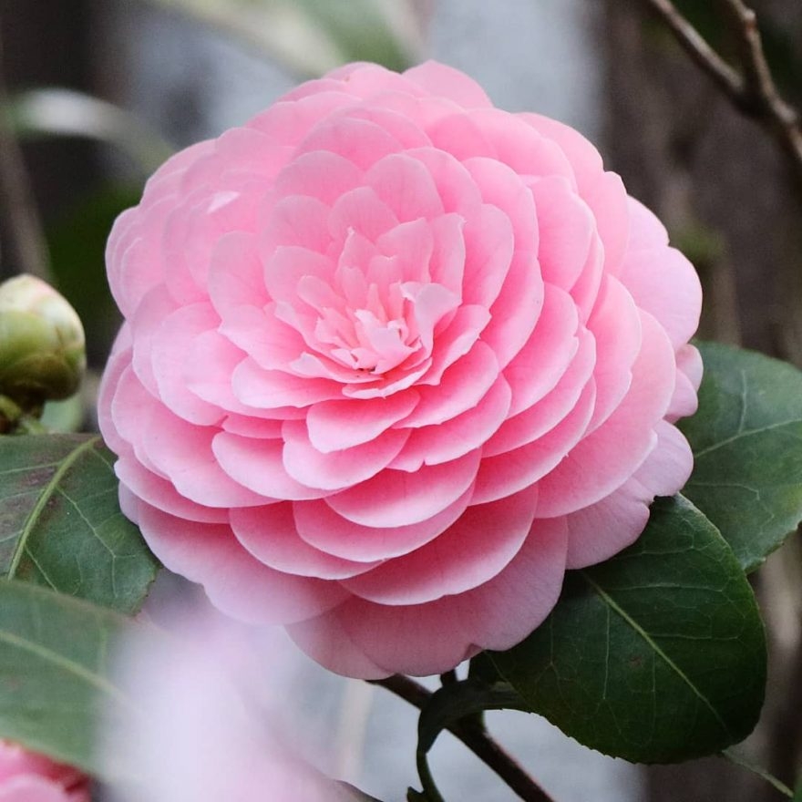 Tử vi tuần mới 24/2 - 1/3 của 12 cung hoàng đạo tu vi tuan moi 242 13 cua 12 cung hoang dao