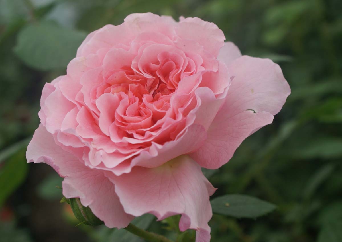 Tử vi 12 cung hoàng đạo tuần từ 6/9 - 12/9: Kim Ngưu độc lập