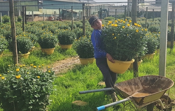 Làng hoa lớn nhất Quảng Trị rực rỡ đón Xuân