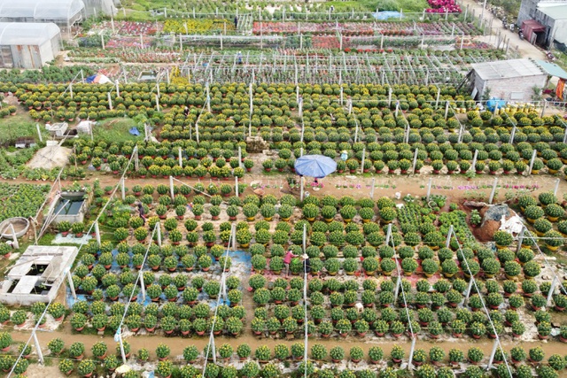 Làng hoa lớn nhất Quảng Trị rực rỡ đón Xuân - 1