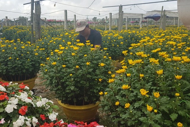 Làng hoa lớn nhất Quảng Trị rực rỡ đón Xuân - 9