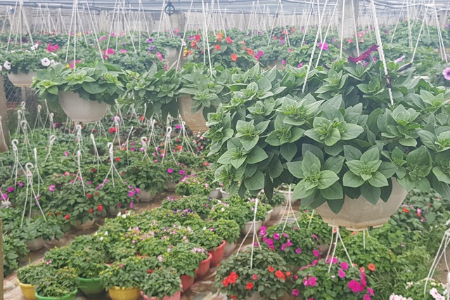 Làng hoa lớn nhất Quảng Trị rực rỡ đón Xuân - 10