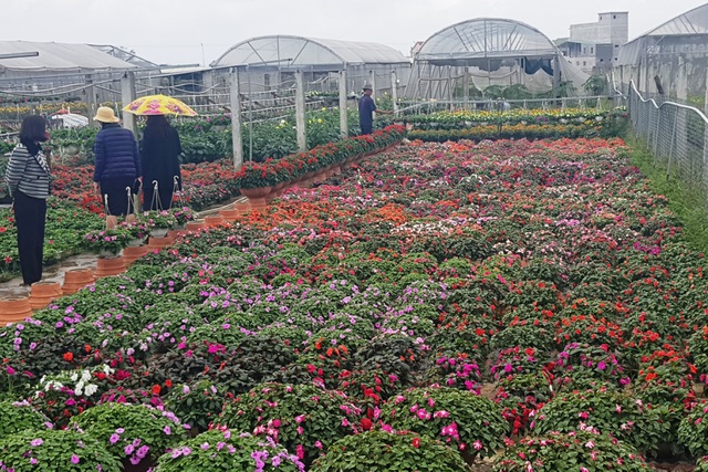 Làng hoa lớn nhất Quảng Trị rực rỡ đón Xuân - 11