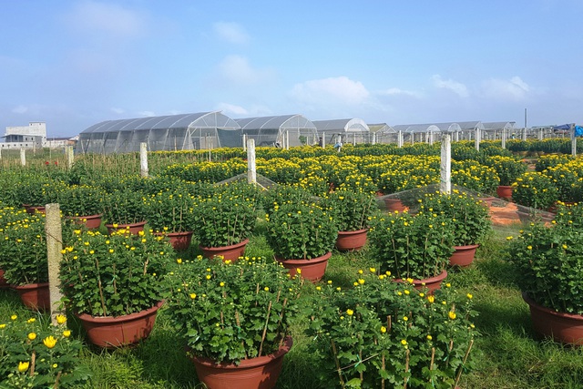 Làng hoa lớn nhất Quảng Trị rực rỡ đón Xuân - 2