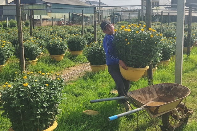 Làng hoa lớn nhất Quảng Trị rực rỡ đón Xuân - 3
