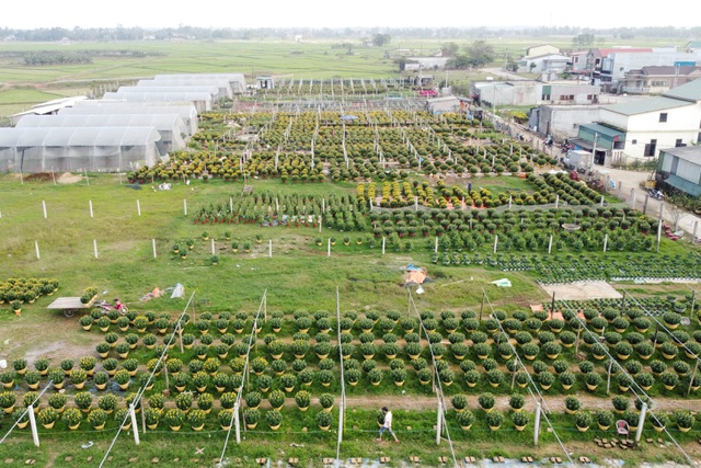 Làng hoa lớn nhất Quảng Trị rực rỡ đón Xuân - 4