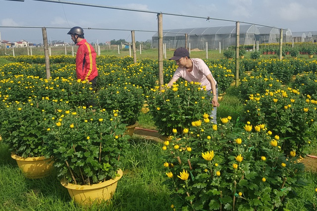 Làng hoa lớn nhất Quảng Trị rực rỡ đón Xuân - 5