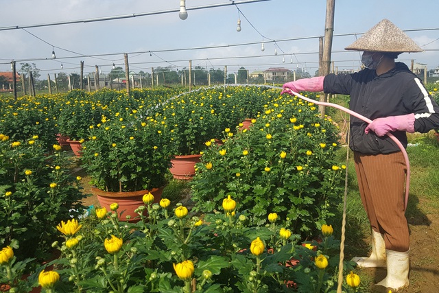 Làng hoa lớn nhất Quảng Trị rực rỡ đón Xuân - 6