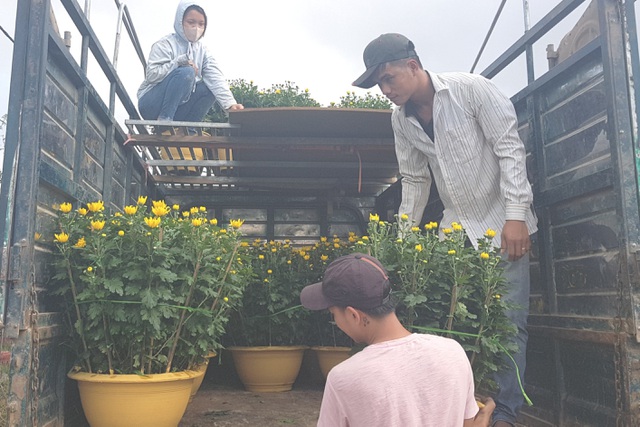 Làng hoa lớn nhất Quảng Trị rực rỡ đón Xuân - 8