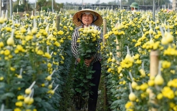 Người dân "ăn ngủ" cùng hoa ngày cận Tết