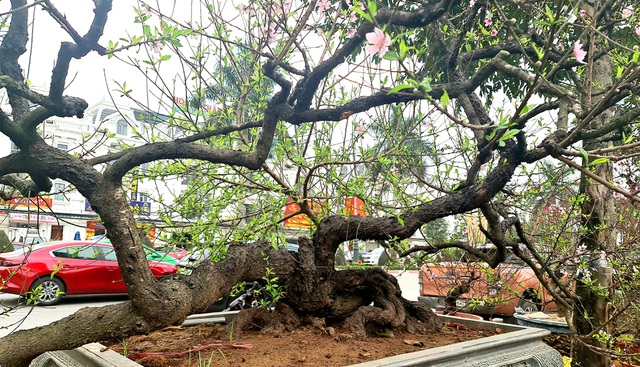Cây đào phai, thế 