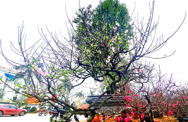 Cây đào phai, thế 