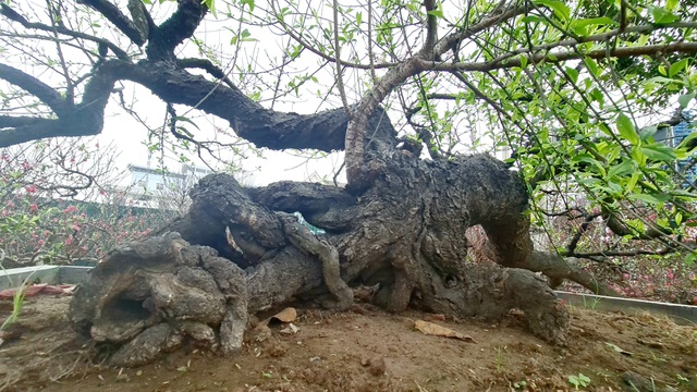 Cây đào phai, thế 
