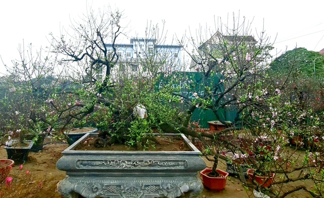 Cây đào phai, thế 