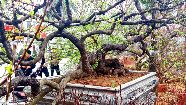 Cây đào phai, thế 
