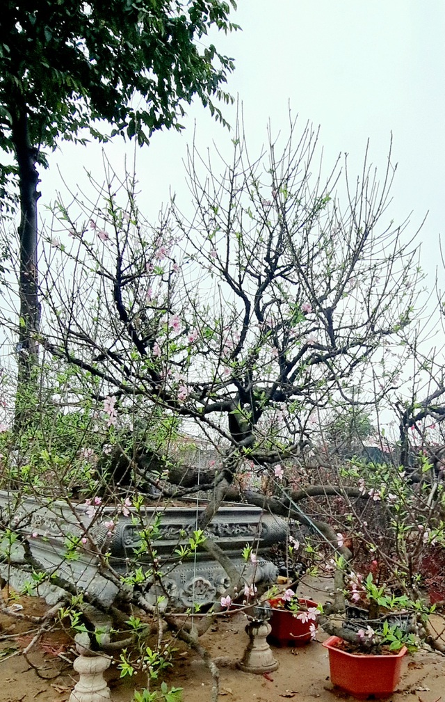 Cây đào phai, thế 