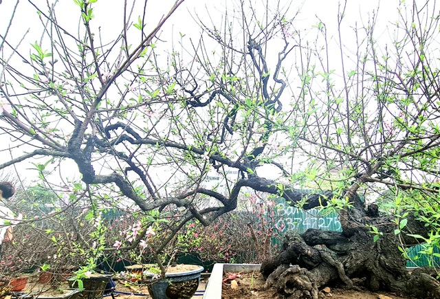 Cây đào phai, thế 
