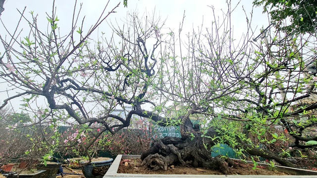 Cây đào phai, thế 