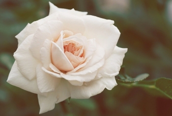 Tử vi ngày 27/4/2021 của 12 cung hoàng đạo: Thiên Bình hòa nhã