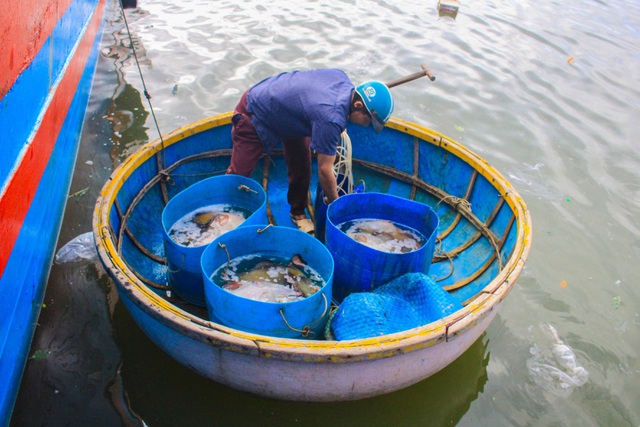 Quảng Ngãi: Nghề lặn biển tìm cá 