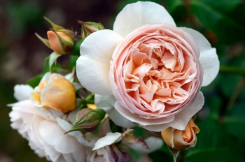 Tử vi tuần mới 8/2 - 14/2: Xử Nữ nên nhìn tích cực, Bảo Bình được vận đào hoa