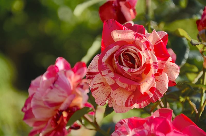 Tử vi tuần mới 8/2 - 14/2: Xử Nữ nên nhìn tích cực, Bảo Bình được vận đào hoa Tử vi tuần mới 8/2 - 14/2: Xử Nữ nên nhìn tích cực, Bảo Bình được vận đào hoa