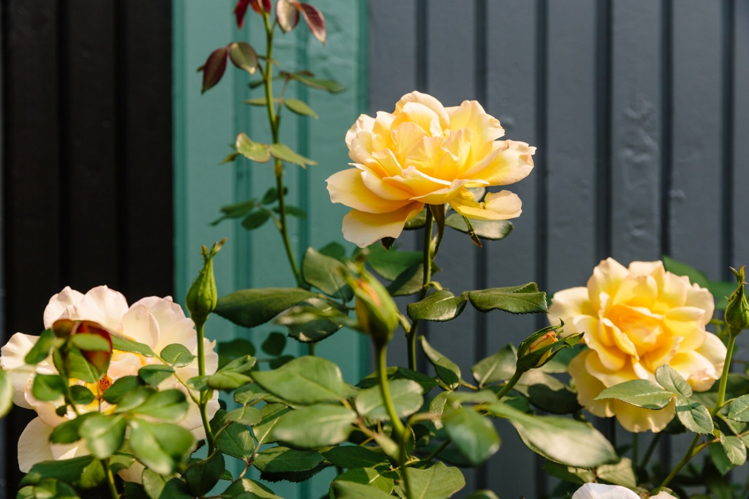 Tử vi tuần mới 8/2 - 14/2: Xử Nữ nên nhìn tích cực, Bảo Bình được vận đào hoa Tử vi tuần mới 8/2 - 14/2: Xử Nữ nên nhìn tích cực, Bảo Bình được vận đào hoa