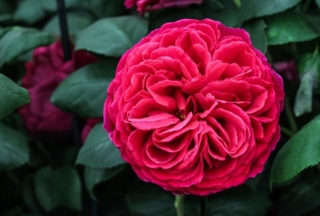 Tử vi ngày 8/2/2021: Sư Tử tiền bạc rủng rỉnh, Nhân Mã thiếu tự tin