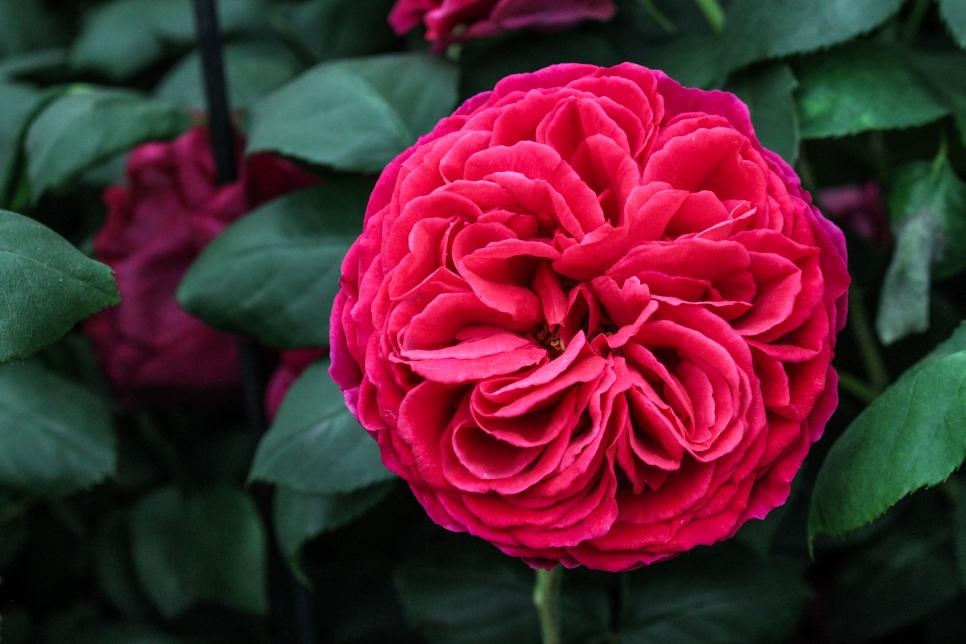 Tử vi ngày 8/2/2021: Sư Tử tiền bạc rủng rỉnh, Nhân Mã thiếu tự tin