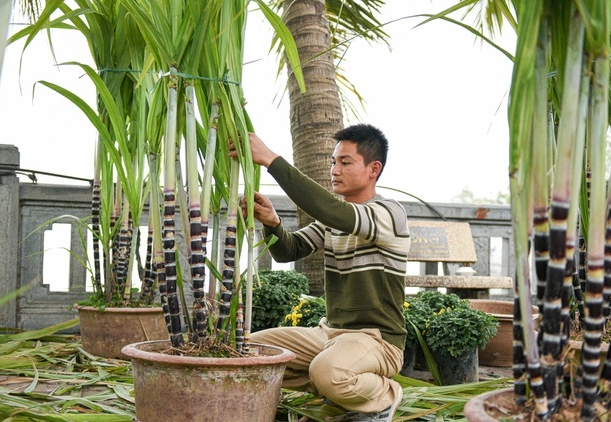Mía tím lên chậu giá cả triệu đồng đắt hàng dịp Tết