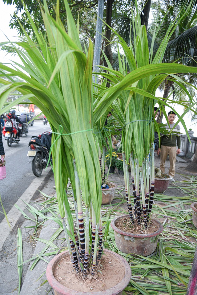 Mía tím lên chậu giá cả triệu đồng đắt hàng dịp Tết