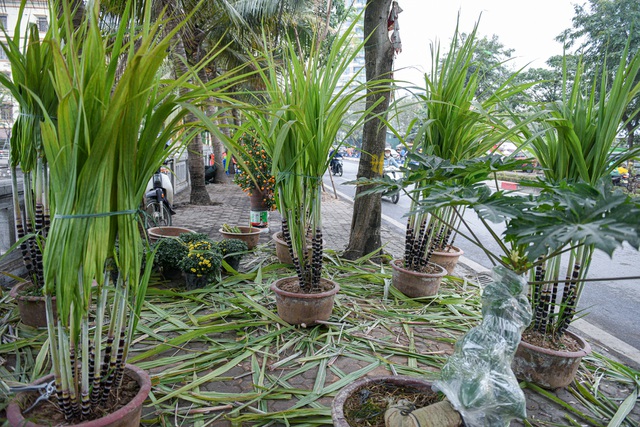 Mía tím lên chậu giá cả triệu đồng đắt hàng dịp Tết