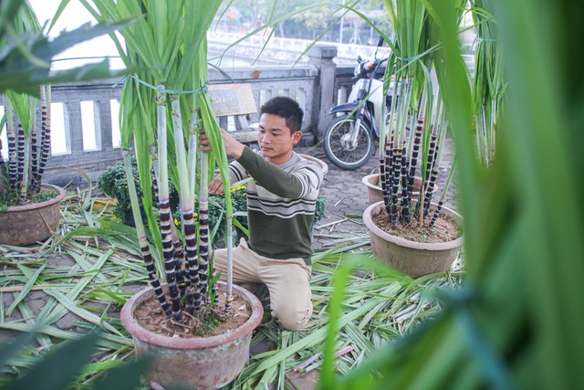 Mía tím lên chậu giá cả triệu đồng đắt hàng dịp Tết