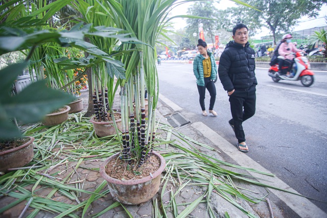 Mía tím lên chậu giá cả triệu đồng đắt hàng dịp Tết