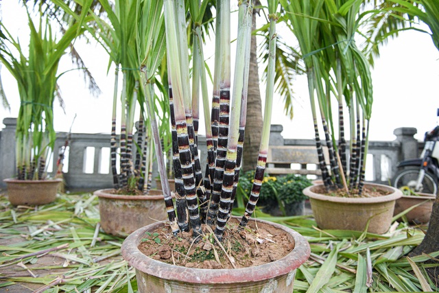 Mía tím lên chậu giá cả triệu đồng đắt hàng dịp Tết