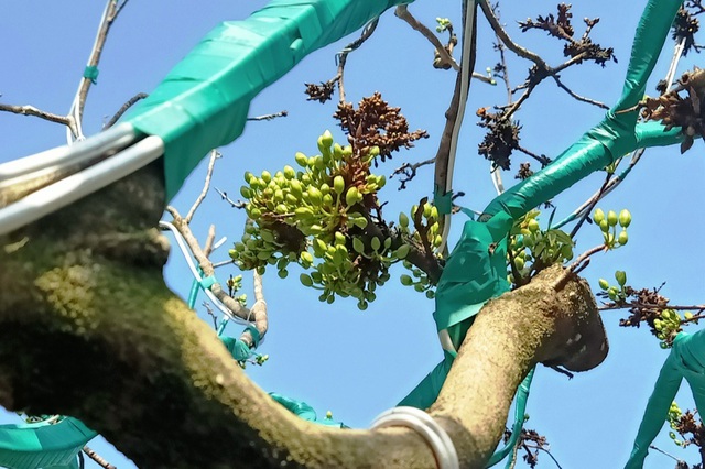 Độc đáo cây mai Tiến Vua quý hiếm ở chợ hoa Xuân Cần Thơ - 3