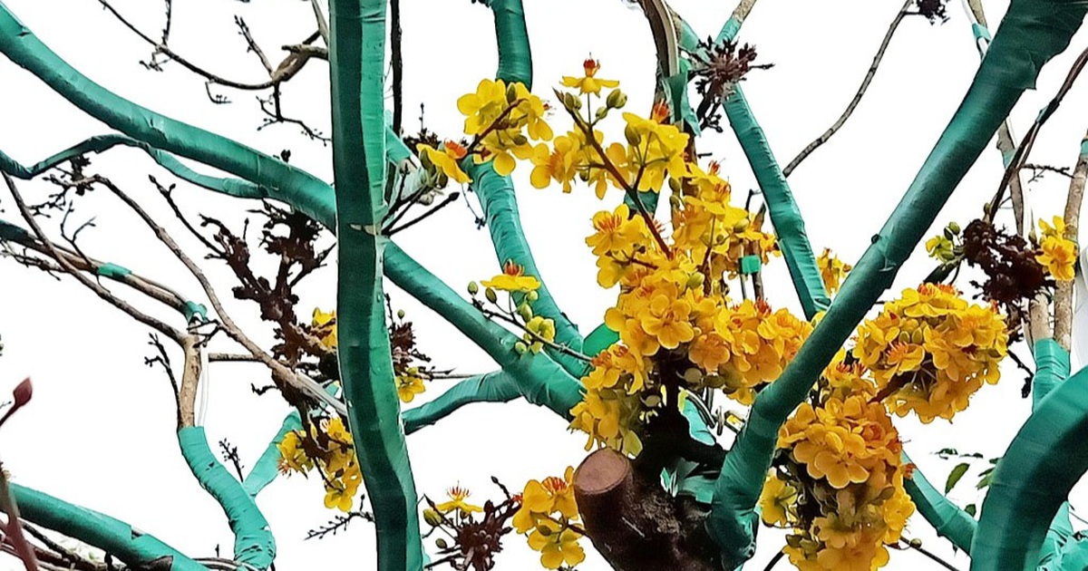 Độc đáo cây mai Tiến Vua quý hiếm ở chợ hoa Xuân Cần Thơ