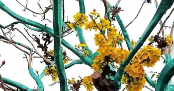 Độc đáo cây mai Tiến Vua quý hiếm ở chợ hoa Xuân Cần Thơ