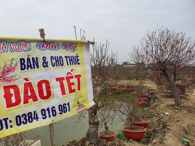 Hải Dương: Chiều 29 Tết đào nở đỏ ruộng, cả làng 