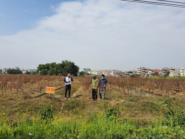Hải Dương: Chiều 29 Tết đào nở đỏ ruộng, cả làng 
