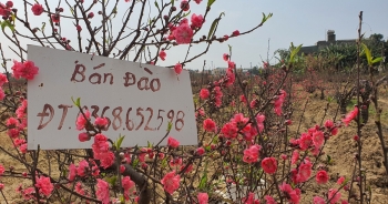 Hải Dương: Chiều 29 Tết đào nở đỏ ruộng, cả làng "trắng tay" vì Covid-19