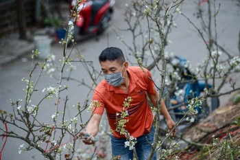 Thú chơi hoa lê độc đáo sau Tết của người Hà Nội