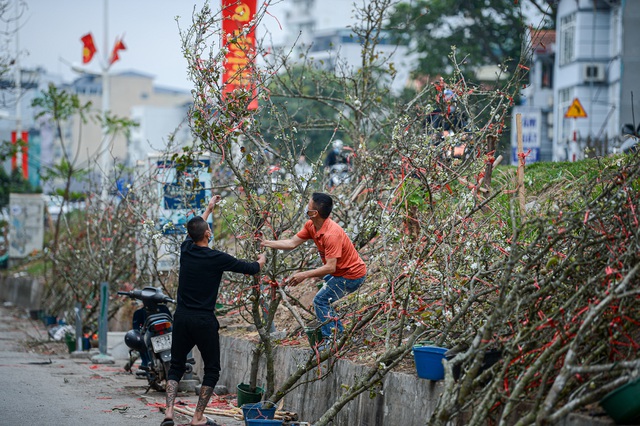 Thú chơi hoa lê độc đáo sau Tết của người Hà Nội - 3 Thú chơi hoa lê độc đáo sau Tết của người Hà Nội - 3