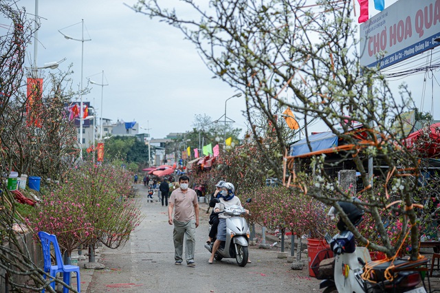Thú chơi hoa lê độc đáo sau Tết của người Hà Nội - 2 Thú chơi hoa lê độc đáo sau Tết của người Hà Nội - 2