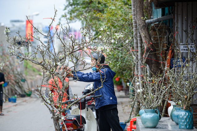 Thú chơi hoa lê độc đáo sau Tết của người Hà Nội - 6 Thú chơi hoa lê độc đáo sau Tết của người Hà Nội - 6