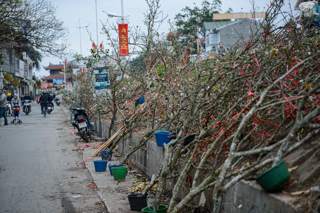 Thú chơi hoa lê độc đáo sau Tết của người Hà Nội - 5 Thú chơi hoa lê độc đáo sau Tết của người Hà Nội - 5