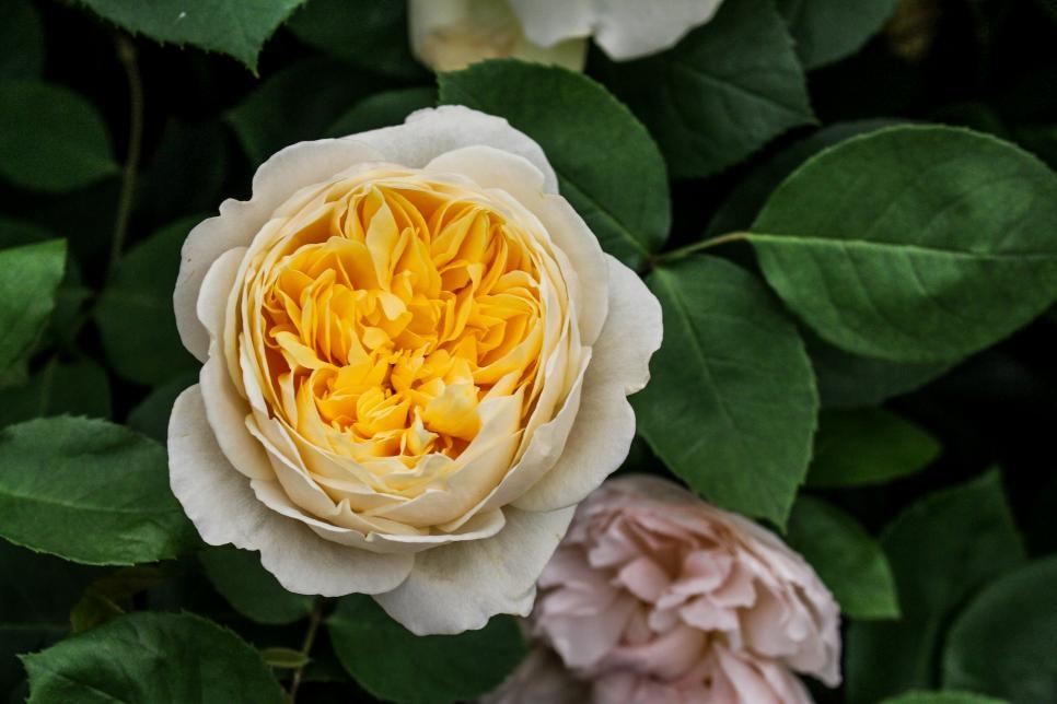 Tử vi ngày 19/2/2023 của 12 cung hoàng đạo: Thiên Bình dễ nổi nóng, Nhân Mã lạc quan