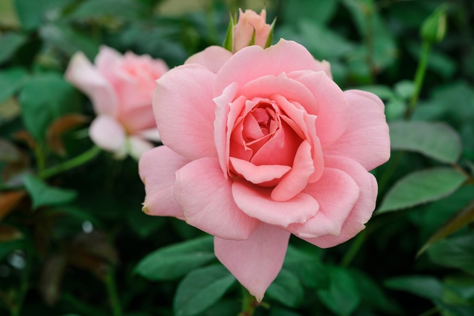 Tử vi ngày 19/2/2023 của 12 cung hoàng đạo: Thiên Bình dễ nổi nóng, Nhân Mã lạc quan